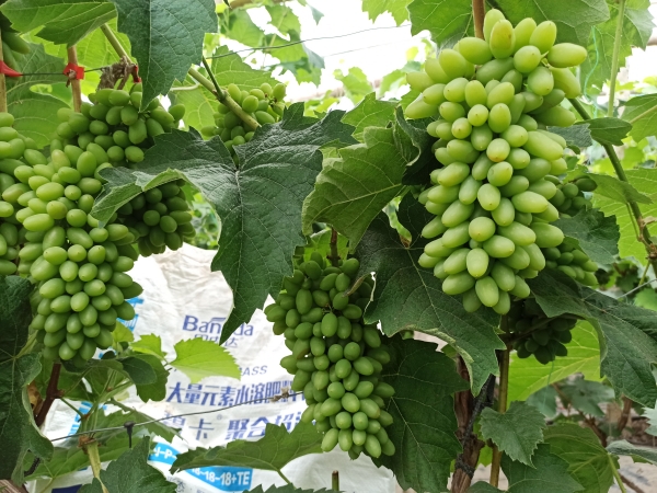 果樹沖施肥的使用方法有哪些? 果樹沖施肥的使用方法有哪些?