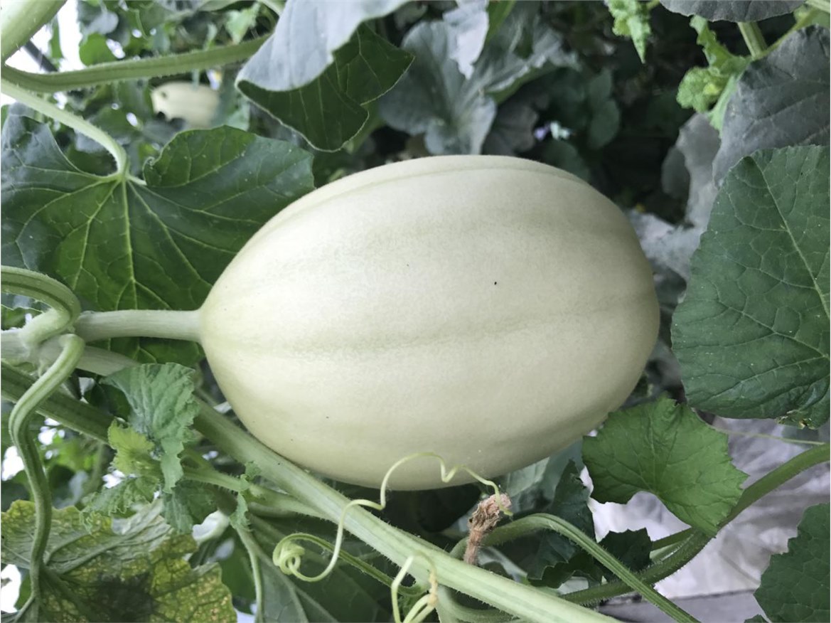 甜瓜高產栽培技術及肥水管理