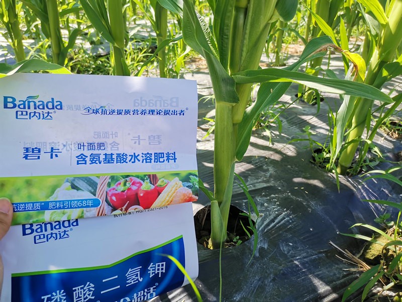 氨基酸葉面肥能與磷酸二氫鉀一起使用嗎