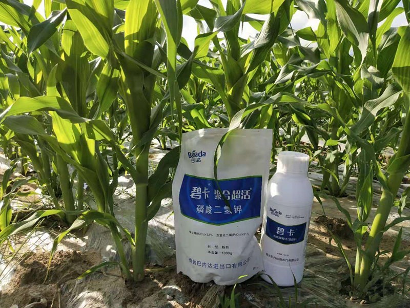玉米用什么葉面肥更好？