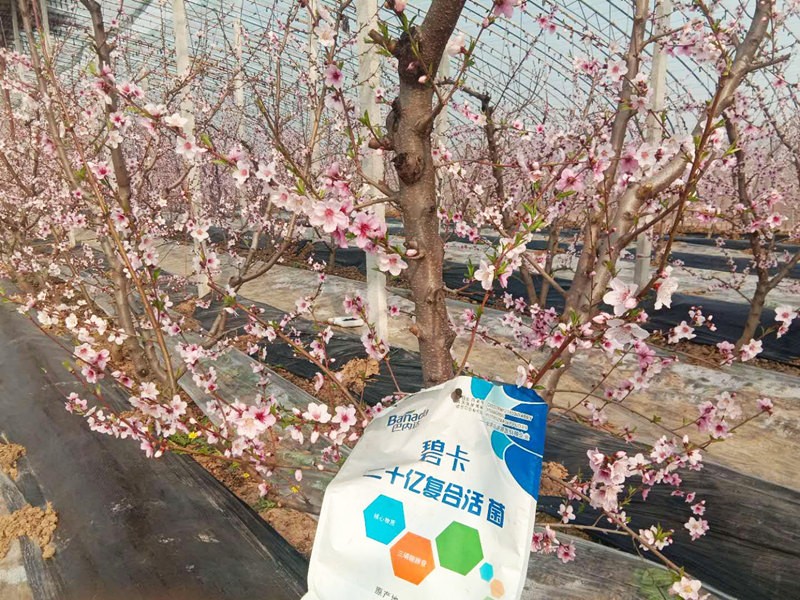 果樹冬季施肥適宜時間