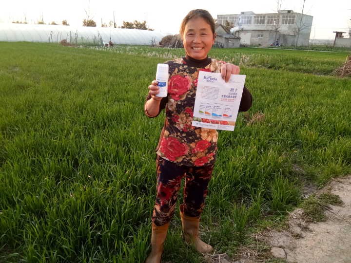 葉面肥哪個好？促進小麥提質增產