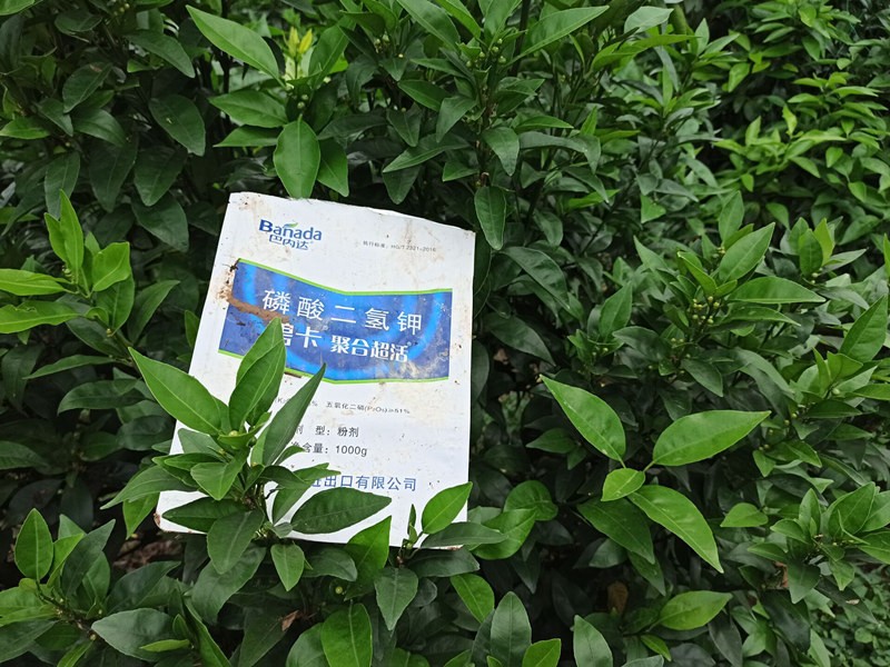 葉面肥對(duì)柑橘春梢的作用