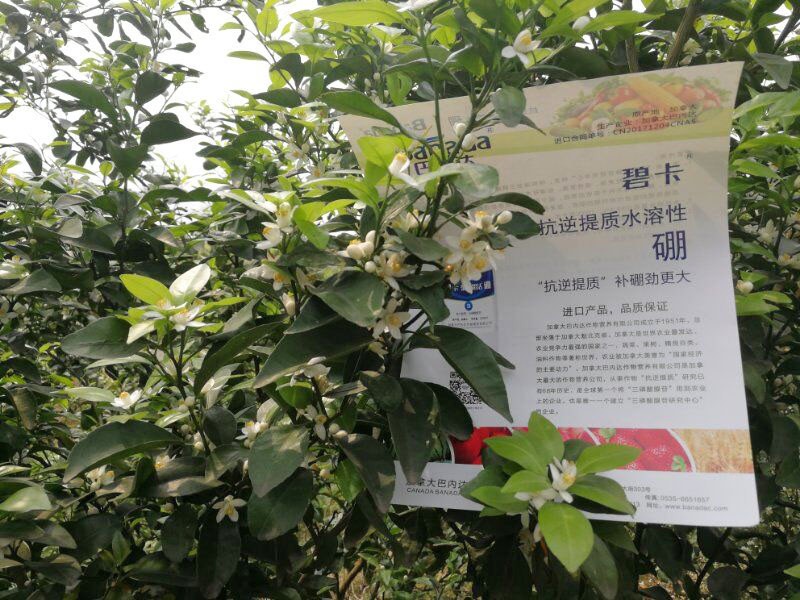 硼肥的作用，花前補(bǔ)硼怎么促花促果？