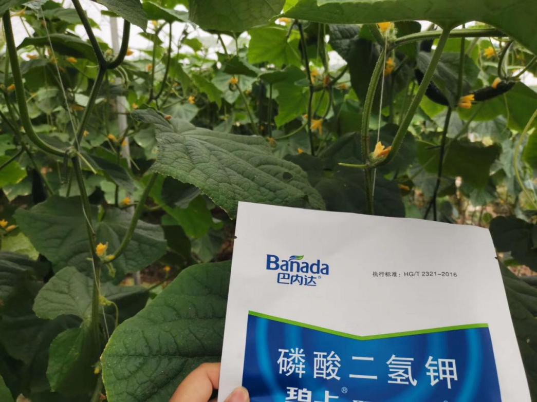 水溶肥這樣用，黃瓜更高產(chǎn)