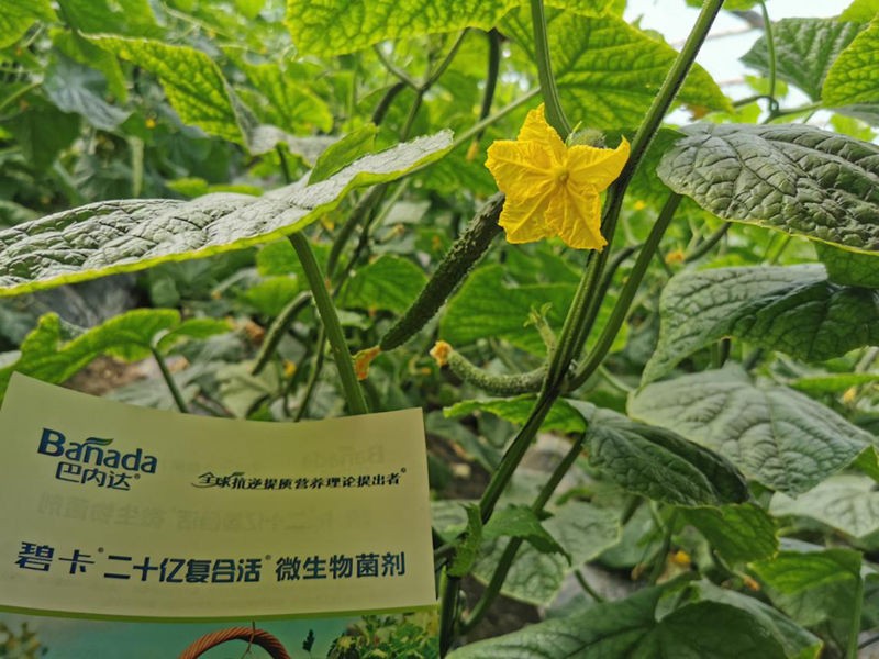 微生物菌劑在大棚黃瓜有哪些作用  