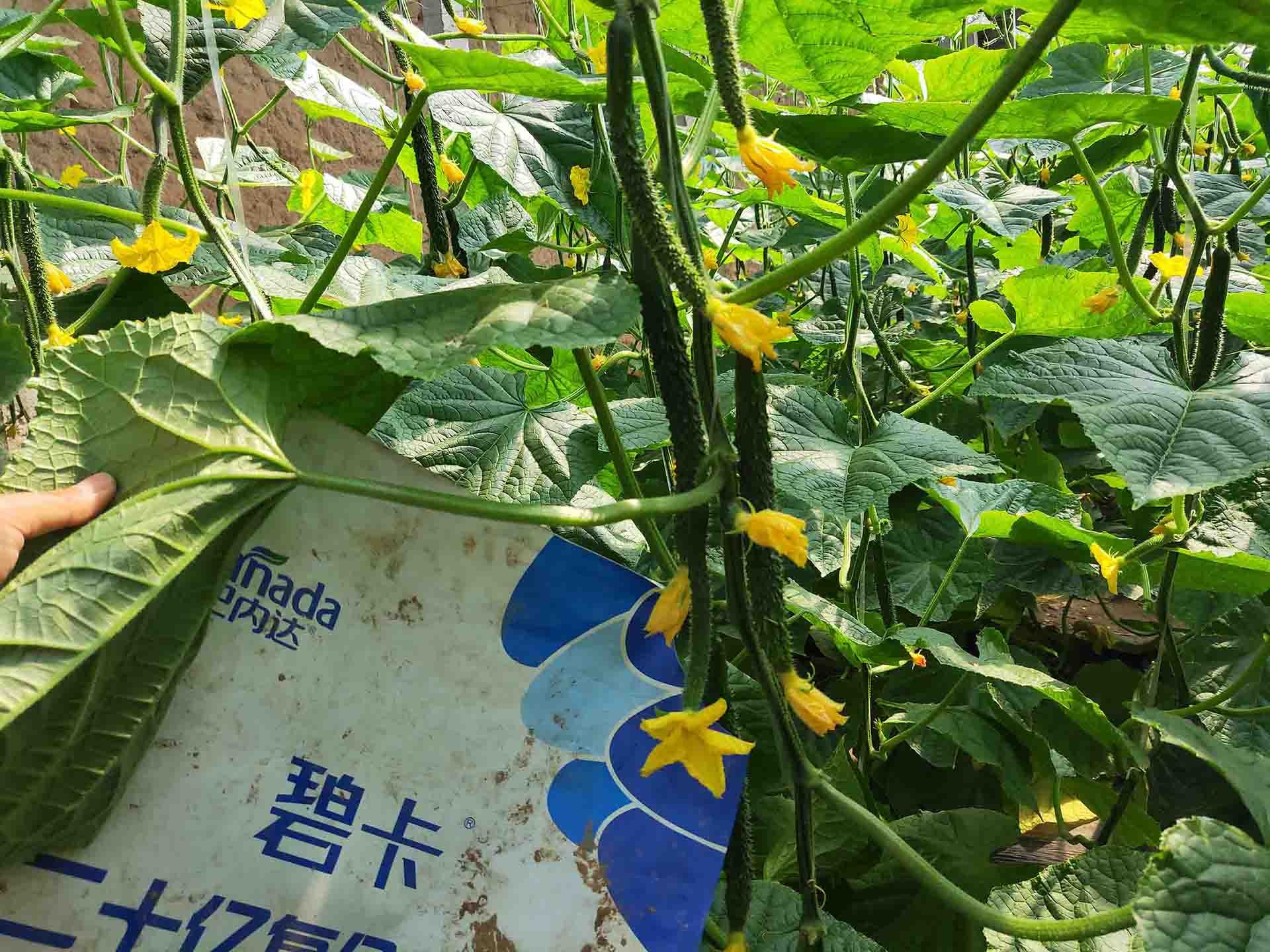 生物菌肥使用的好處有哪些