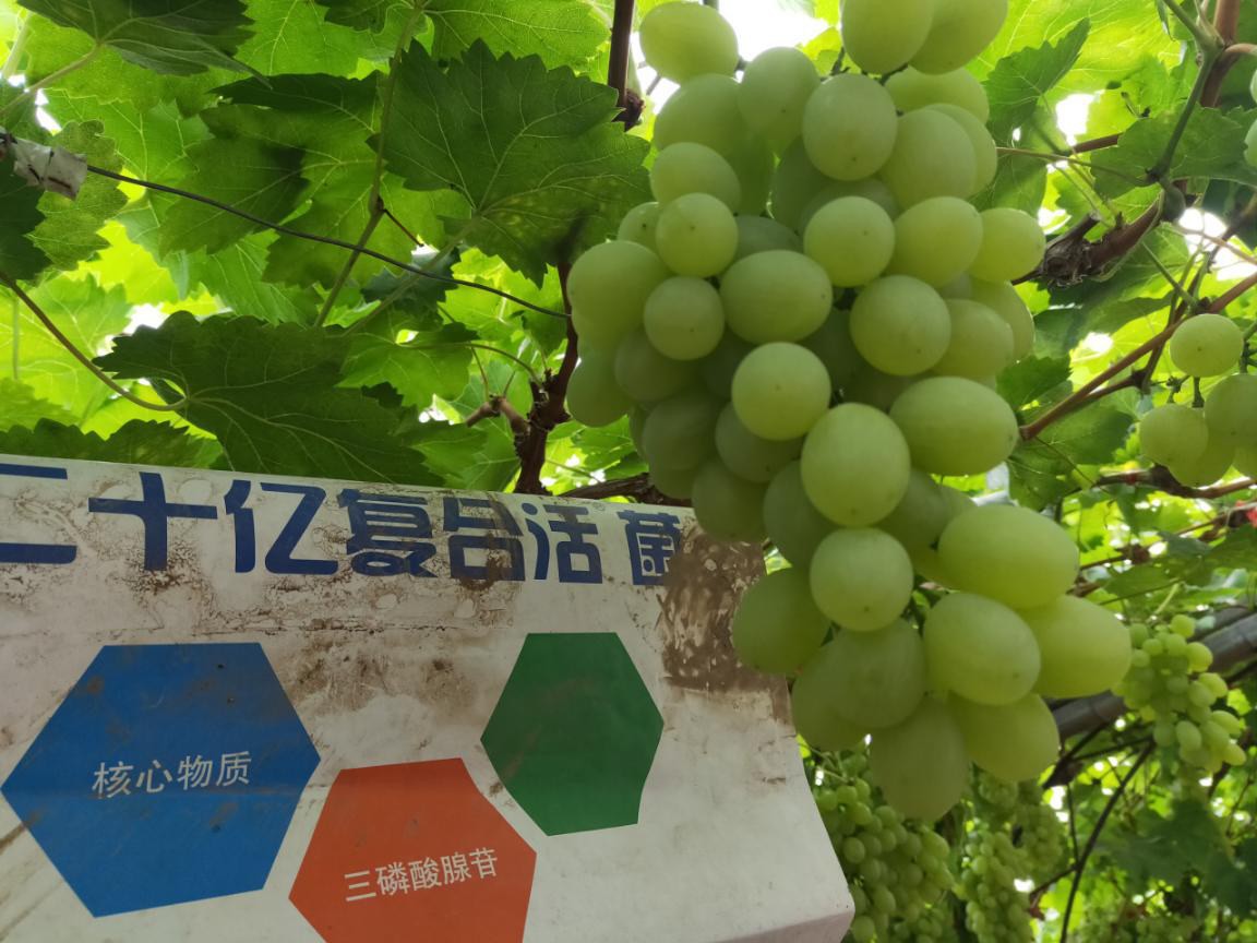 菌劑和菌肥哪個效果好？為什么？