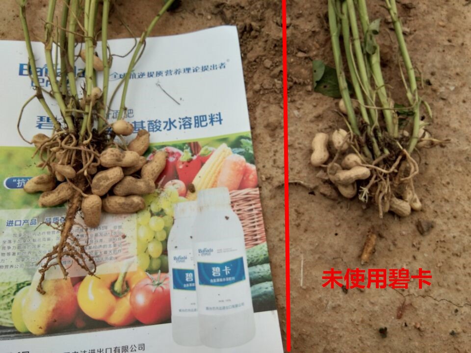 花生高產葉面肥?如何使用能讓花生高產？