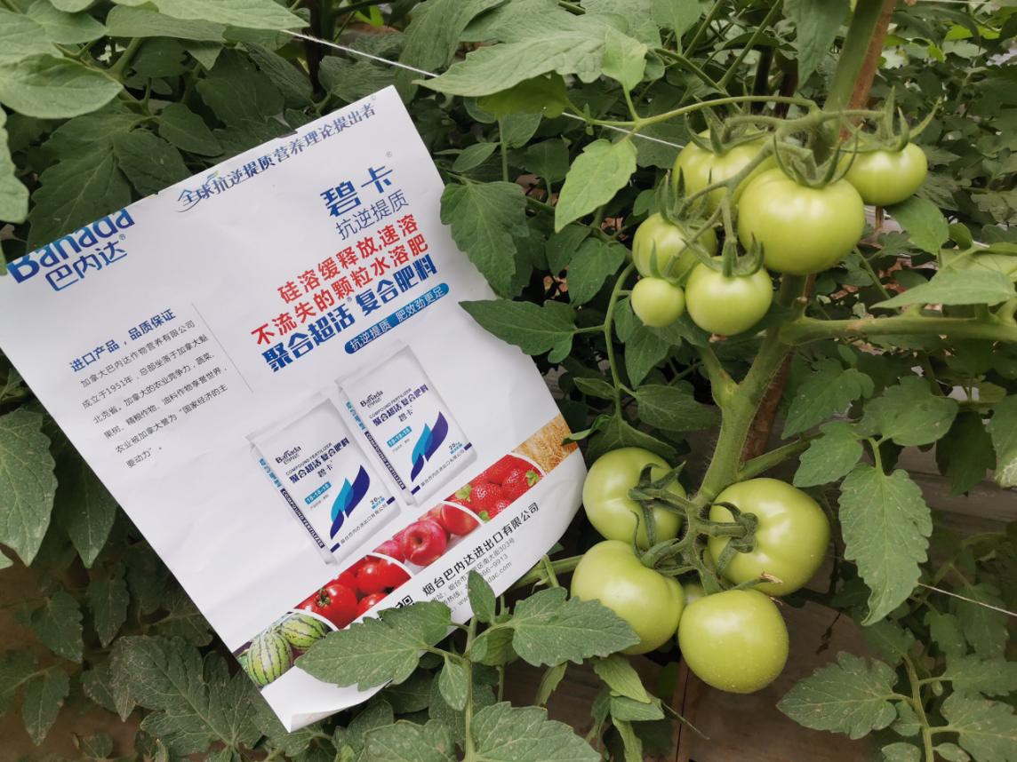 西紅柿施肥誤區(qū)，這四點你知道嗎？