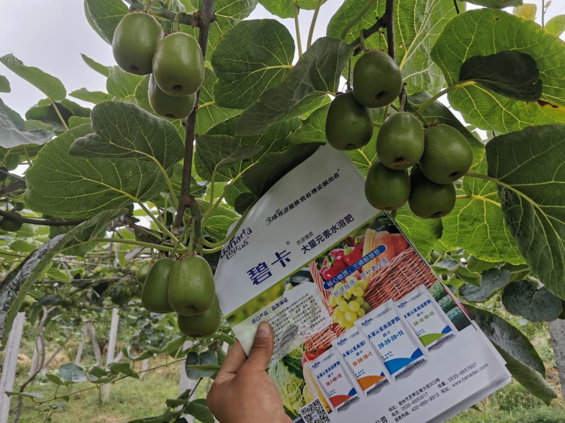 水溶肥料廠家性價比高的原因是什么