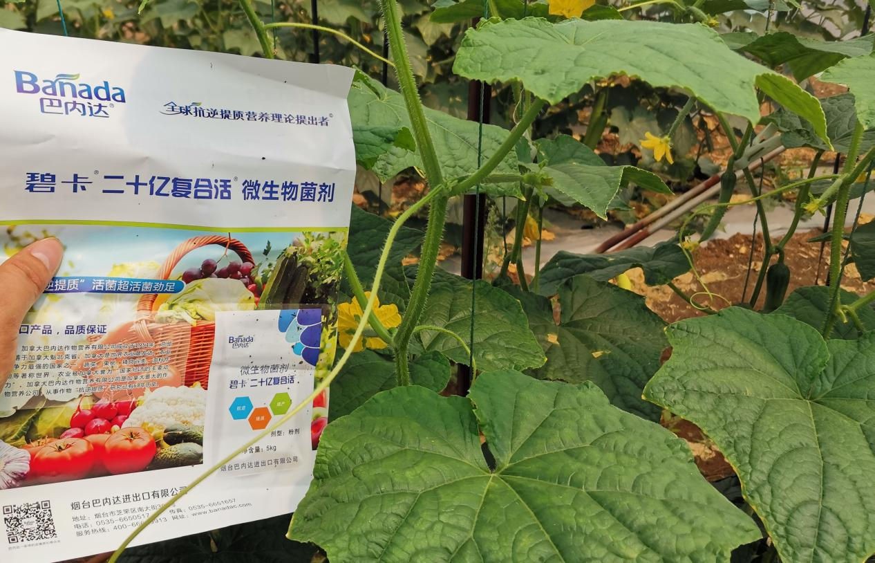 微生物菌劑和菌肥的區別是什么？